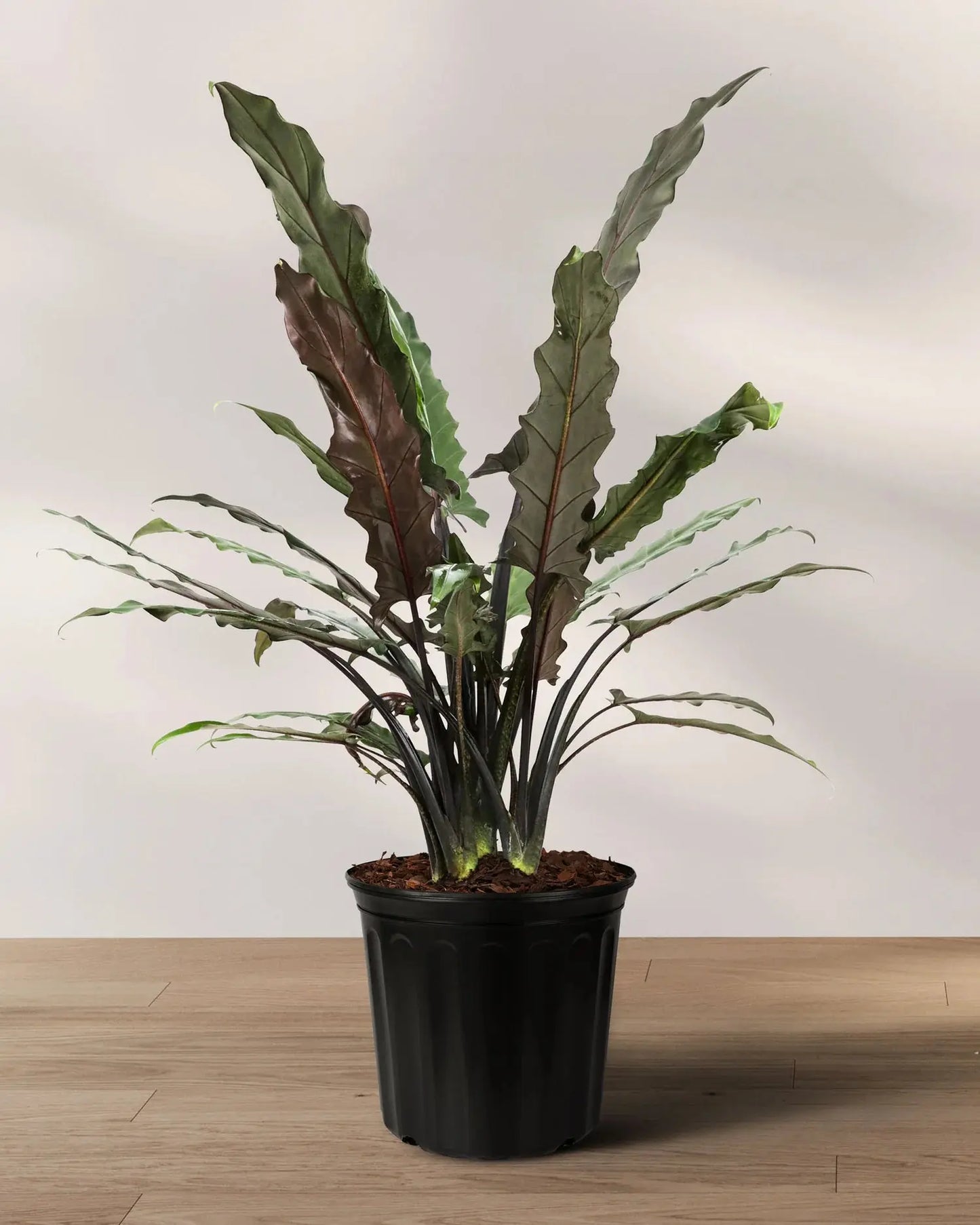 Alocasia Lauterbachiana 6" (purple sword) Moss&lily