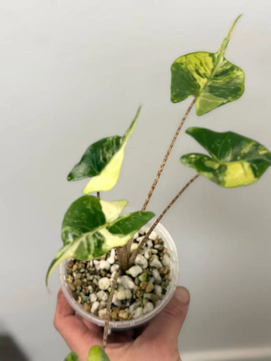 Alocasia 'Sting Ray' variegated Moss & Lily