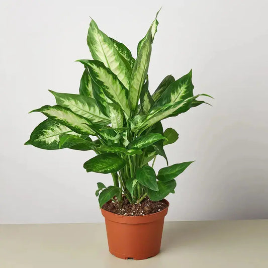 Dieffenbachia Maroba 6" Moss&lily