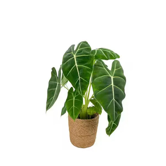 Alocasia Frydek 6" Moss&lily