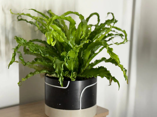 Hurricane Fern aka Birds Nest Fern Moss & Lily
