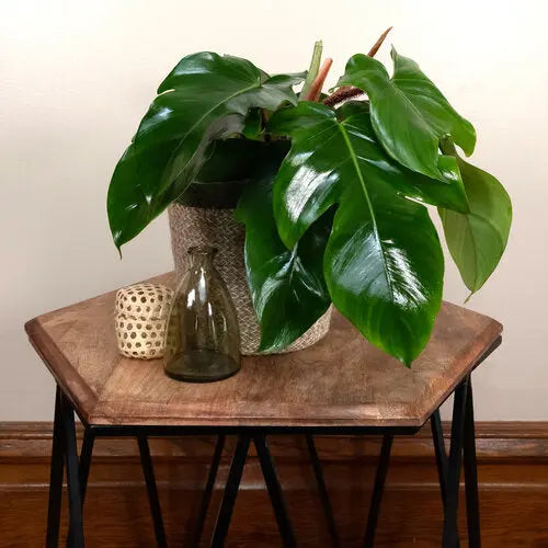 Philodendron squamiferum 6" Moss&lily