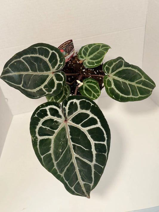 Anthurium Magnificent Dark '49' x Home, Sweet 6" Moss&lily