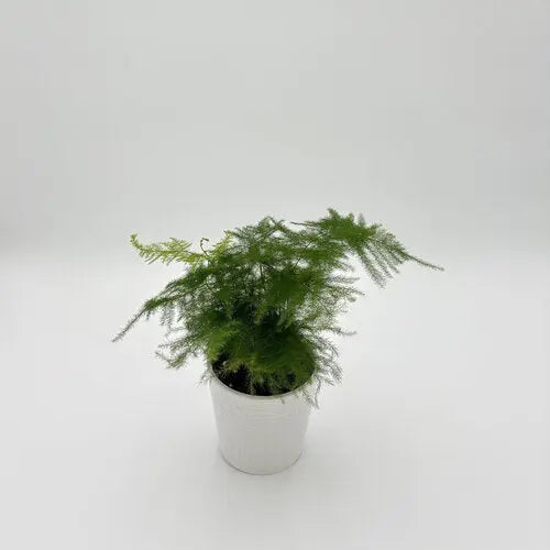 Asparagus Ethereal - Fern Moss & Lily