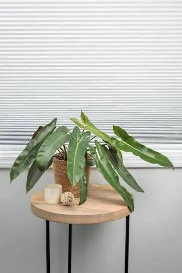 Philodendron Atabapoense 6" Moss&lily