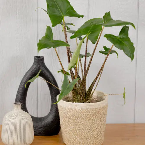 Alocasia zebrina ‘Siberian Tiger’ 5" Moss & Lily