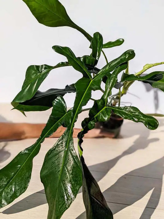 Philodendron Joepii 6" Moss&lily