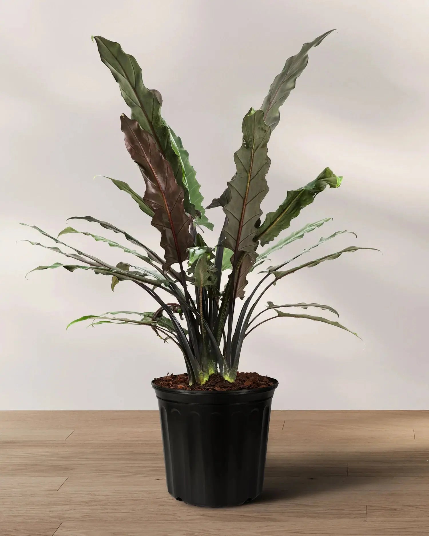 Alocasia Lauterbachiana 6" (purple sword) Moss&lily